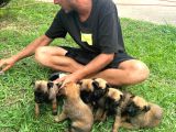 A Kali̇te Belçi̇ka Mali̇noi̇s