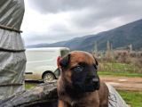 a KALİTE BELÇİKA MALİNOİS