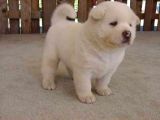 Akita Inu Yavrulari Mama Ve Malzeme Kampanyali