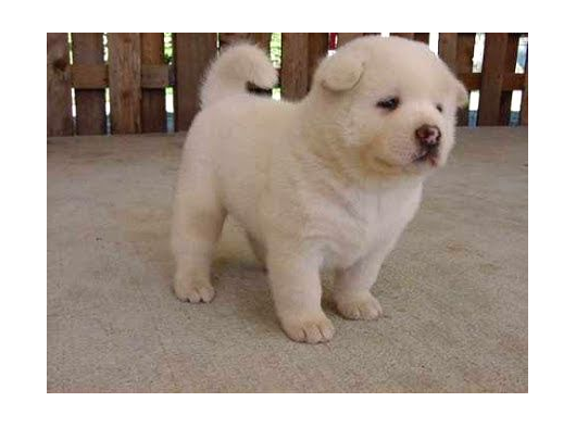 Akita Inu Yavrulari Mama Ve Malzeme Kampanyali görsel