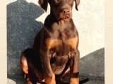 Scrli Kızıl Ve Siyah Aşıları Tam Estetikli Doberman Yavrular