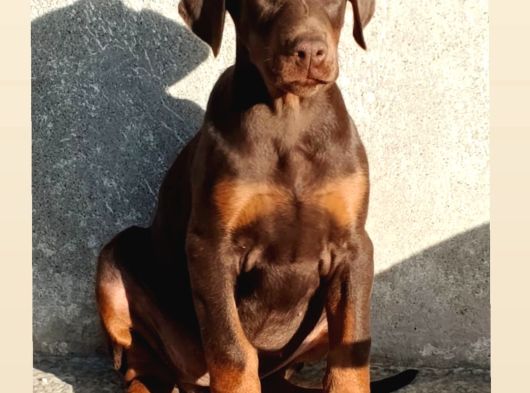 Scrli Kızıl Ve Siyah Aşıları Tam Estetikli Doberman Yavrular görsel
