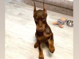 Scrli kızıl ve siyah aşıları tam estetikli doberman yavrular