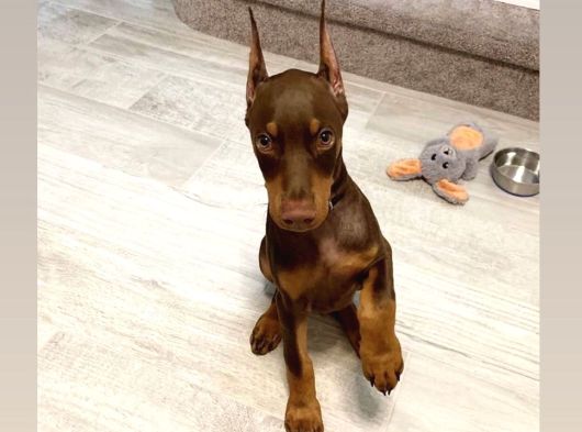 Scrli Kızıl Ve Siyah Aşıları Tam Estetikli Doberman Yavrular