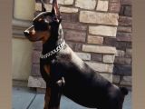 Scrli Kızıl Ve Siyah Aşıları Tam Estetikli Doberman Yavrular