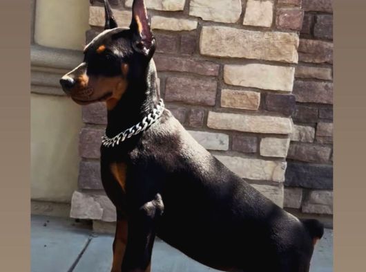 Scrli Kızıl Ve Siyah Aşıları Tam Estetikli Doberman Yavrular görsel