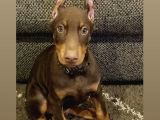 Scrli Kızıl Ve Siyah Aşıları Tam Estetikli Doberman Yavrular