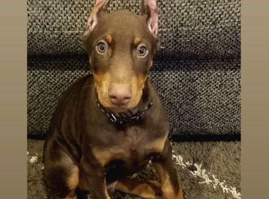 Scrli Kızıl Ve Siyah Aşıları Tam Estetikli Doberman Yavrular görsel
