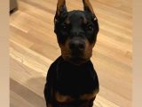 Scrli Kızıl Ve Siyah Aşıları Tam Estetikli Doberman Yavrular