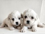 Minik Malteselere