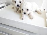 Minik Malteselere