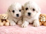 Minik malteselere