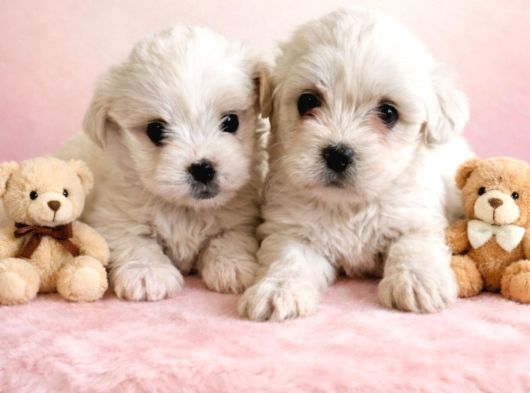 Minik Malteselere