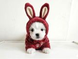Minik Malteselere