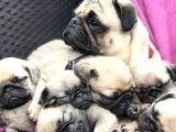 Pug bebeklerimiz