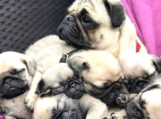 Pug bebeklerimiz