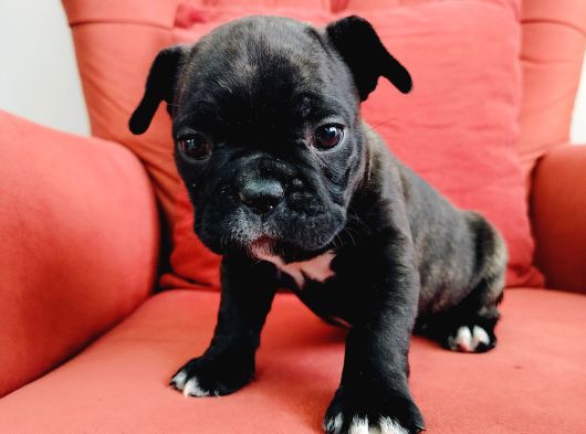 Dişi French Bulldog Yavrusu