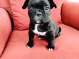 Dişi French Bulldog Yavrusu