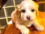 Maltipoo yavrularımız uygundur