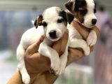 Irk ve sağlık garantili kısa bacak jack russel bebekler