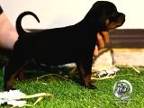 A Scr Li Rottweiler Yavrularim