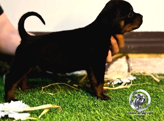 A Scr Li Rottweiler Yavrularim görsel