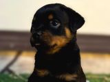 A Scr Li Rottweiler Yavrularim