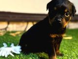 A scr li Rottweiler yavrularim