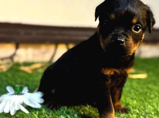 A Scr Li Rottweiler Yavrularim