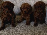Mi̇ni̇k Poodle Yavrular İçi̇n Ulaşabi̇li̇rsi̇ni̇z