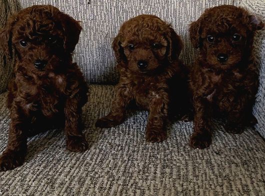 Mi̇ni̇k Poodle Yavrular İçi̇n Ulaşabi̇li̇rsi̇ni̇z görsel