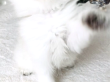 Longhair mini