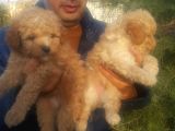 Maltipoo Yavruları Mama Ve Malzeme Paketi Kampanyalı