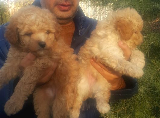 Maltipoo Yavruları Mama Ve Malzeme Paketi Kampanyalı görsel