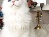Kar Bey Longhair Mavi Gözlü Yakışıklı