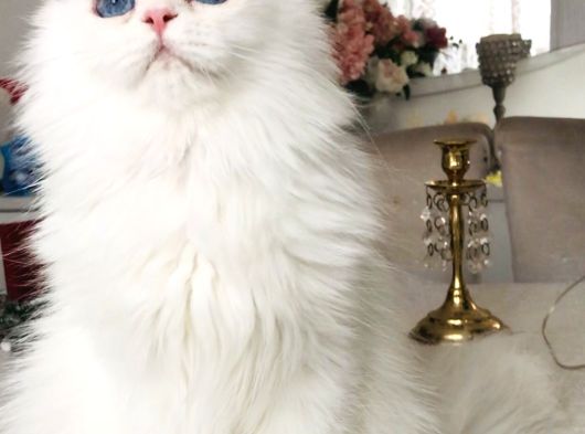 Kar Bey Longhair Mavi Gözlü Yakışıklı görsel