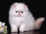 VONALP PET GARANTISIYLE EFSİRAN KEDİSİ