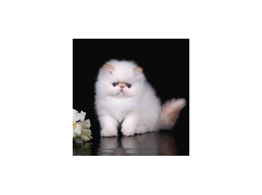 Vonalp Pet Garantisiyle Efsi̇ran Kedi̇si̇