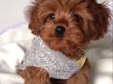 Red Maltipoo