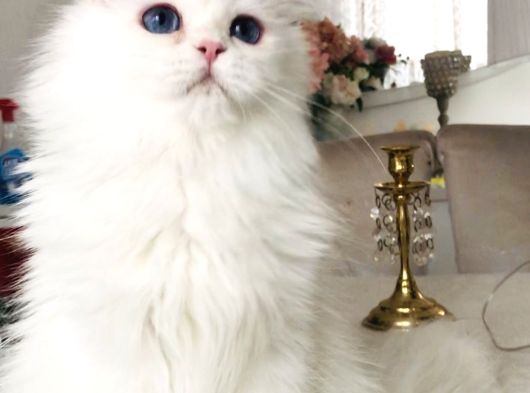 Kar Bey Longhair Mavi Gözlü Yakışıklı