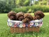 MİNİK POODLE YAVRULAR İÇİN ULAŞABİLİRSİNİZ
