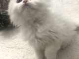Longhair Mini
