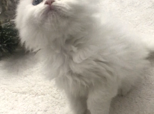 Longhair Mini görsel