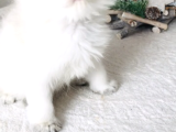 Longhair Mini