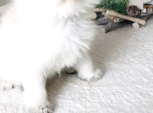 Longhair Mini görsel