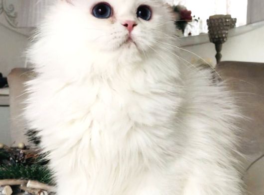 Kar Bey Longhair Mavi Gözlü Yakışıklı görsel