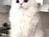 Kar Bey Longhair Mavi Gözlü Yakışıklı