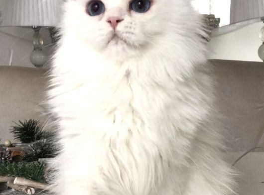 Kar Bey Longhair Mavi Gözlü Yakışıklı görsel