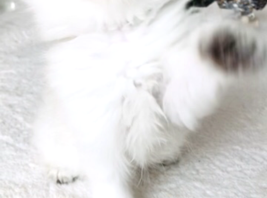Longhair Mini görsel