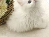 Longhair Mini